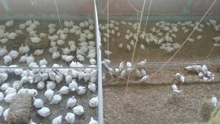 Masthähnchen links Zweinutzungs-Huhn rechts